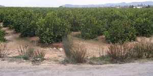 Explanadas de limoneros en El Siscar (Santomera) 