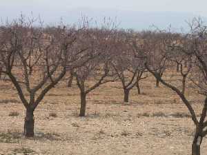 Albaricoqueros plantados en Archivel (Caravaca) 