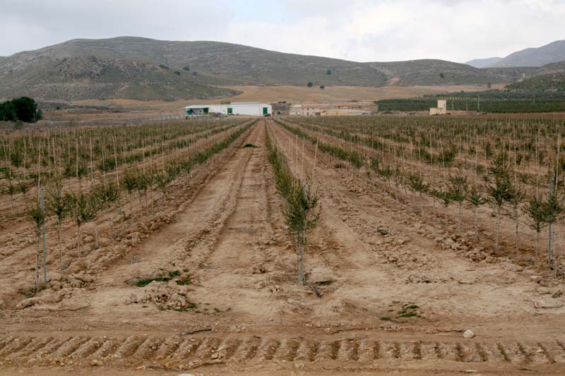 Alquera y olivos en La Paca [La Paca_Lorca]. 