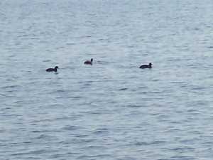 Fauna de las Salinas [ San Pedro Los Cuarteros]