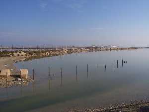 Las Salinas, hbitat natural para la flora y la fauna [ San Pedro Los Cuarteros]