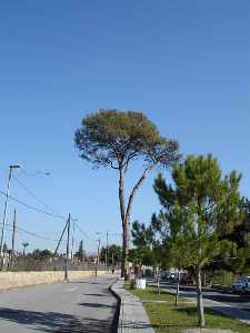  Carril de los Pinos 