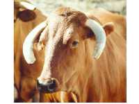 Grandes cuernos en rueda baja 