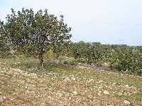 Plantacin de algarrobos en Corvera (Murcia) 