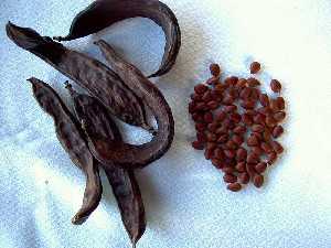 Algarrobas y semillas de algarroba 