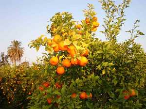  Naranjos Huerta de Guadalupe 