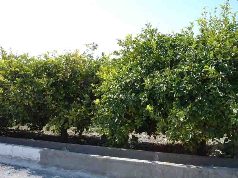 Limoneros Huerta [Murcia_Llano de Brujas] . 