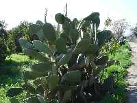 Palera de Higo Chumbo 