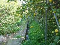  Huerta de Puente Tocinos 