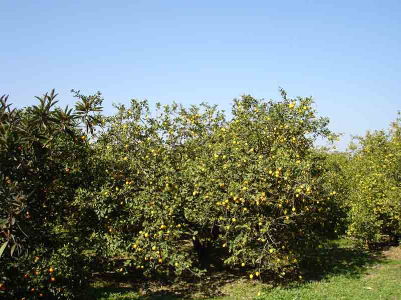 Limoneros en Puente Tocinos (Murcia) [Murcia_Puente Tocinos]. 