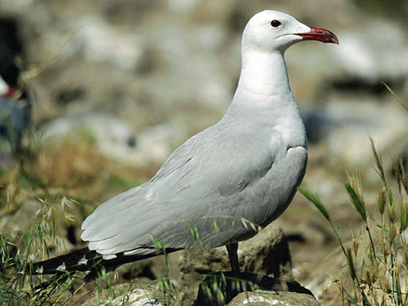  Gaviota Auodouin en la Isla Grosa [San Javier_La Manga]. 