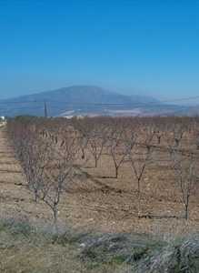 Almendros en invierno P 