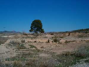 Uno de los pinos que da nombre a la pedana 