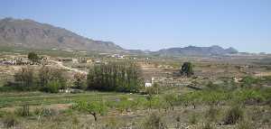 Pinos centenarios y olmos en Fuente del Pino 