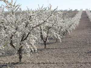 Almendros en flor en Mula (febrero) 