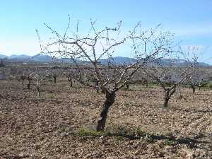 Almendros en La Copa en el mes de diciembre 