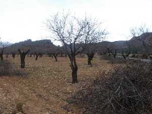 Almendro de secano en Moratalla (diciembre) 