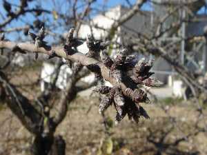 Botones de flor invernando 