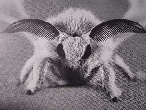 Tamagochi. Mariposa macho (Del libro Le ver a soie de R.H. Noailles, 1950) 