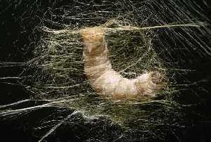 La seda. Un hilo continuo de hasta 1.200 metros de longitud