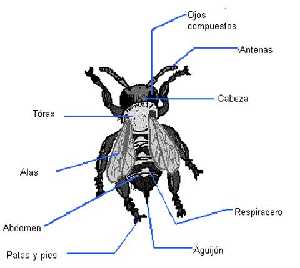 Morfología de la abeja