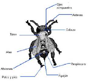 Morfologa de la abeja