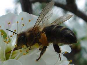 Abeja cargada de polen