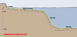 Figura 3. Ambiente Bentnico
