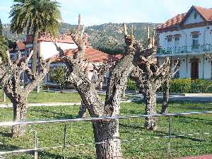 El IMIDA, en Alberca de las Torres, cuenta con una importante coleccin de moreras