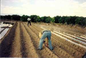 Plantando estacas de morera en la huerta