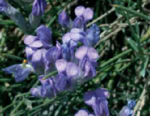 Cojn de monja. (Erinacea antiguis) [Sierra de Ponce]