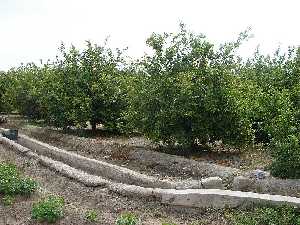 Huerto de limoneros en primavera