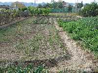 Pequeños roales de cebollas, patatas, ajos, alfalfa¿