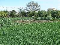 Policultivo de horticultura de rendimiento casi doméstico: Habas, ajos, alfalfa para los conejos, puerros, cebollas, naranjos¿