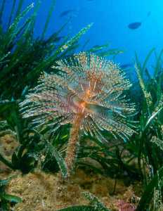 Figura 6. El plumero de mar es una de las especies de gusanos poliquetos que se alimentan de la materia orgnica que hay en suspensin en el agua de mar 