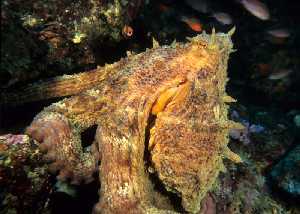 Figura 8. El pulpo es una de las numerosas especies de moluscos que son carnvoras 