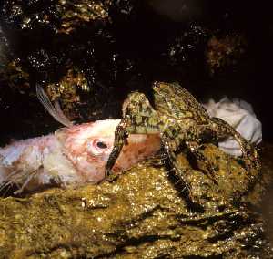Figura 10. Un importante nmero de especies de cangrejos se alimentan de animales muertos 