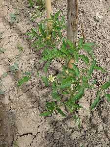 Mata de tomates en flor