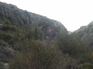 Vegetacin en un barranco de la Sierra de Ascoy 