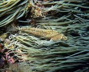 Figura 3. Pez gobio entre los tentáculos de una anémona de mar común 