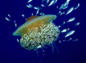 Figura 1. Asociación temporal de una medusa, especie perteneciente al plancton, y juveniles de jurel, especie perteneciente al necton. [Litoral sumergido]