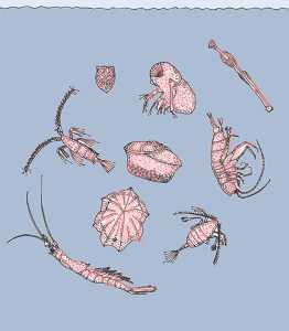 Figura 2. Diferentes especies microscópicas del zooplancton