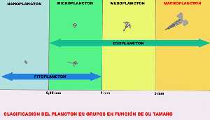 Figura 4. Representación gráfica de los diferentes grupos de tamaño con los que se clasifica el plancton
