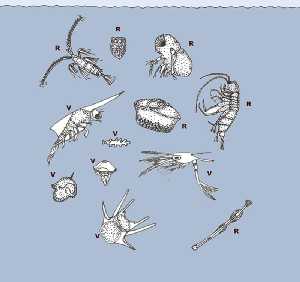 Figura 5. Grupo de especies residentes (R), o especies que pertenecen al plancton toda su vida, y grupo de especies visitantes (V), o especies que pertenecen al plancton solo durante un cierto tiempo