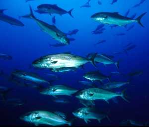 Figura 1. Las lechas son peces nadadores que pertenecen al necton