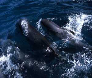 Figura 2. Los calderones son una de las especies de mamferos marinos que pueden desplazarse a voluntad