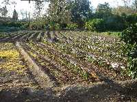 Tomates al cobijo de los fros en La Arboleja