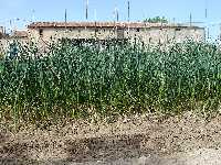 Roal de cebollas en el Rincn de Merino