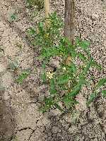 Mata de tomates en flor