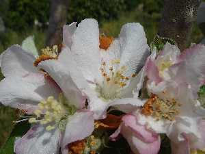 Flores de manzano